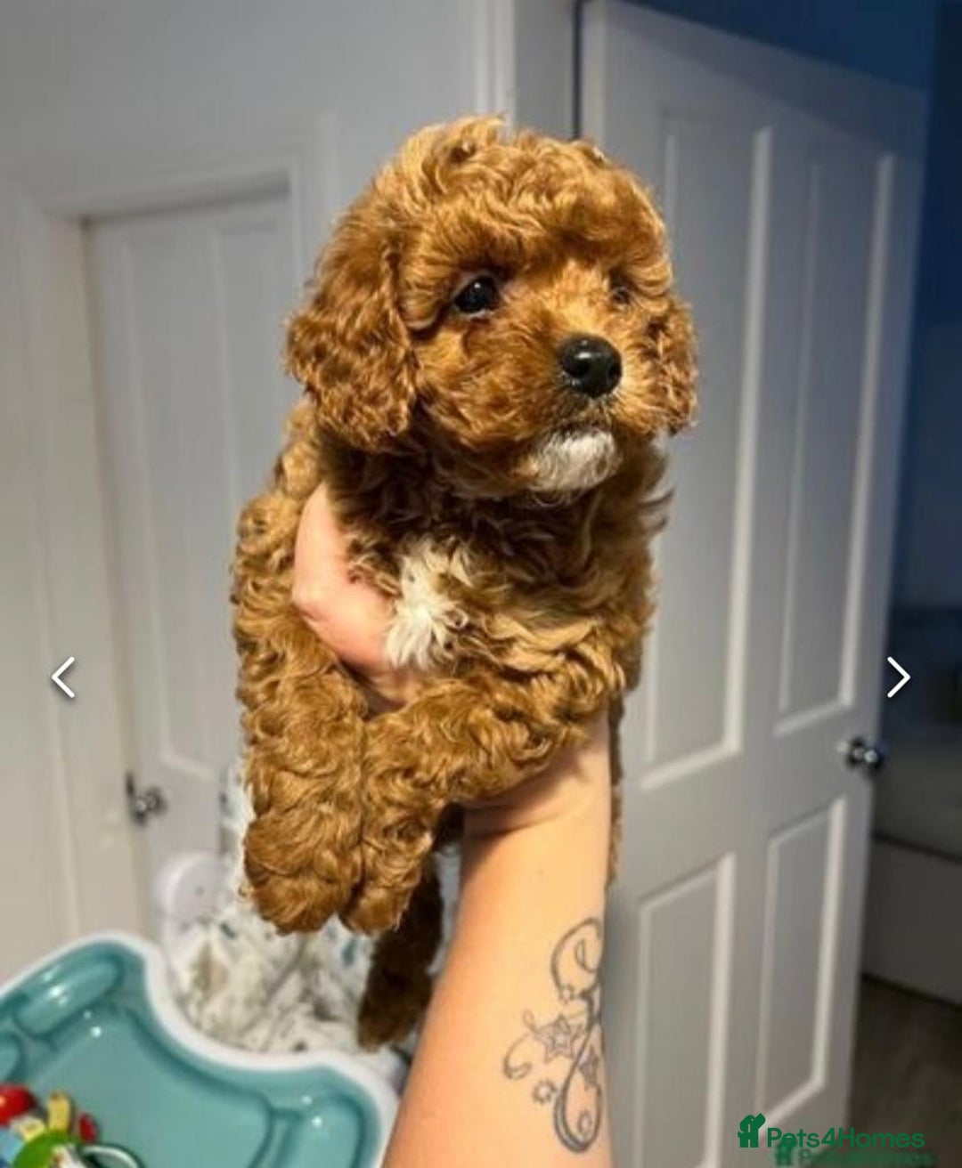 Cavapoo dogs for sale: Mini Cavapoo fox red - Image 4