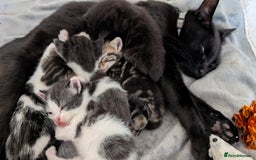 British Shorthair cats for sale: Kittens for sale - Image 6