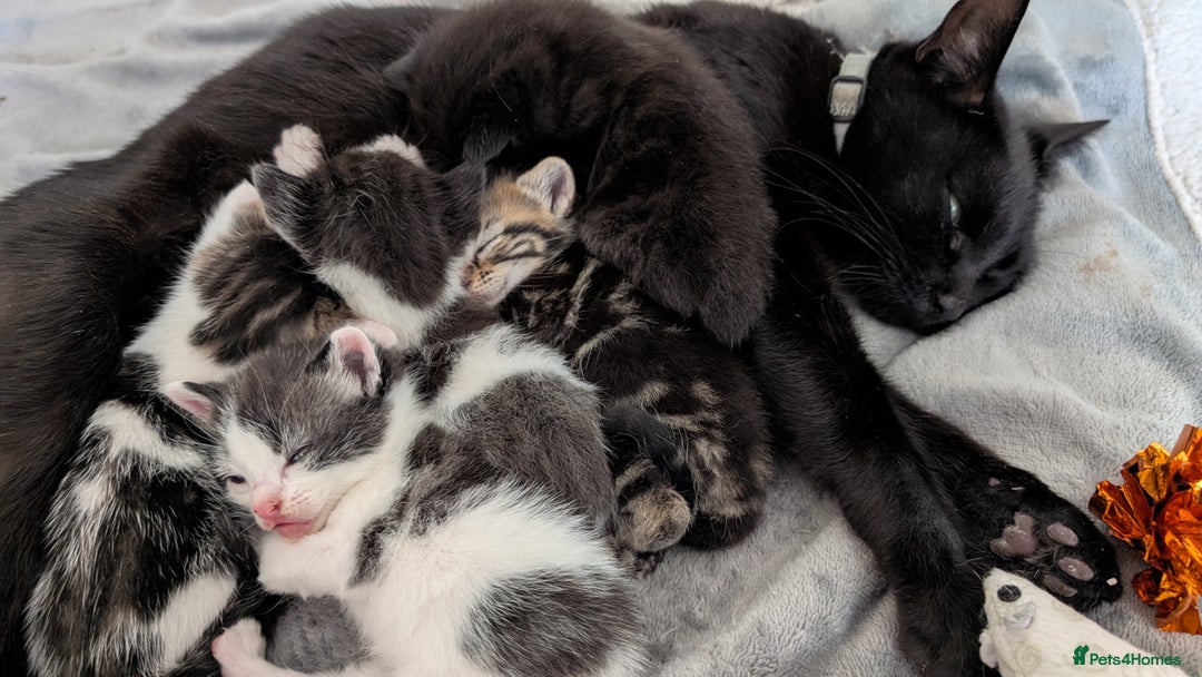 British Shorthair cats for sale: Kittens for sale - Image 6