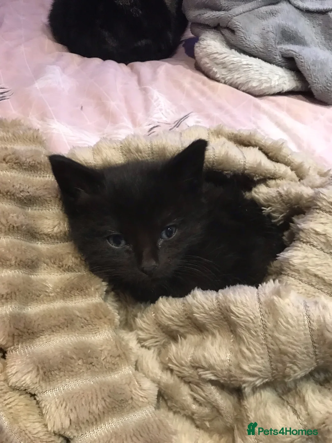 Mixed Breed cats for sale: Adorable kittens 8 weeks old ready now  - Advert 2