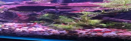 Plecos fish for sale: BUNDLE DEALS ! SHRIMP/PLECOS/SWORDTAILS - Advert 5