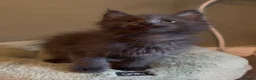 Maine Coon cats for sale: Beautiful pedigree Maine Coon kittens READY NOW - Advert 3