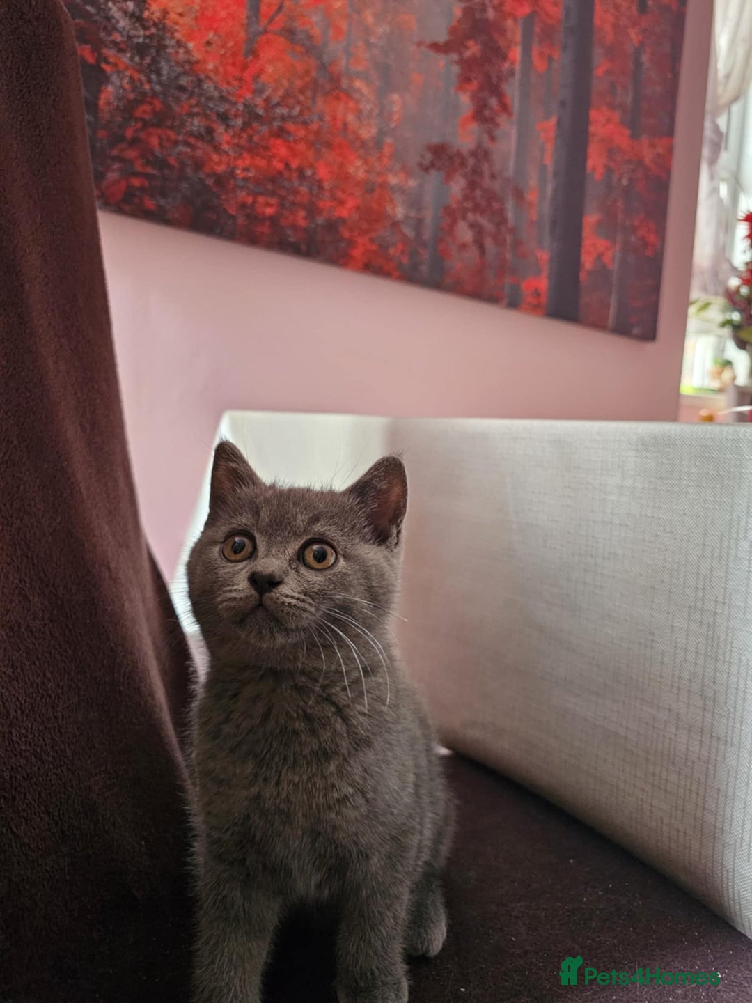 Russian Blue cats for sale: Russian Blue kittens  - Image 3