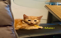 Mixed Breed cats for sale: Beautiful kittens for sale ~ 4 ginger, 1 tortie - Image 9