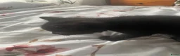 Domestic Shorthair cats for sale: 4 black male kittens - Advert 11