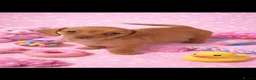 Miniature Dachshund dogs for sale: Miniature dachshund puppies 🐶 READY NOW - Advert 27