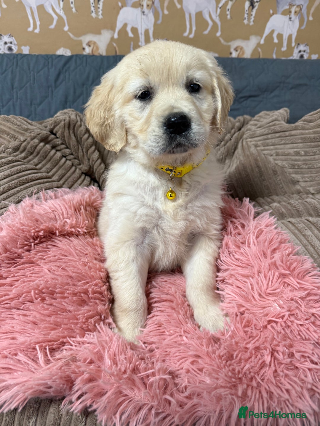 Golden Retriever dogs for sale: Kc registered DNA clear Golden Retriever Puppies - Advert 7