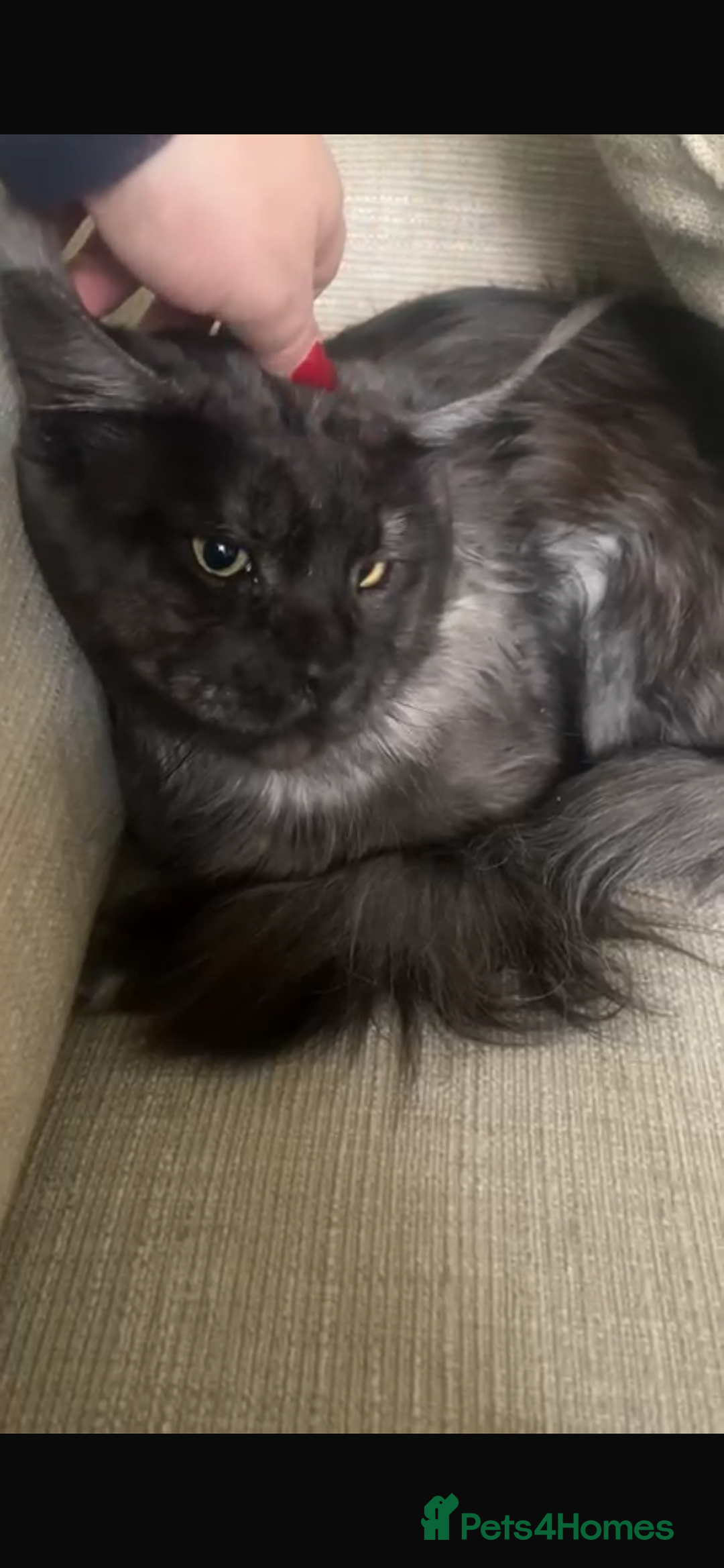 Maine Coon cats for sale: Maincoon queen  - Advert 4