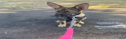 German Shepherd dogs for sale: German shepherd boy /max 🩵🐾 - Advert 4