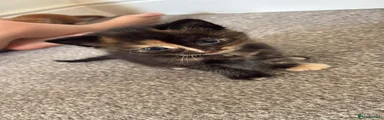 Domestic Shorthair 3