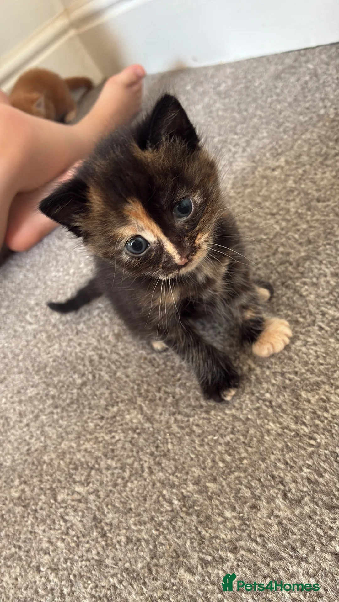 Domestic Shorthair cats for sale: 4x kittens  in Walsall - Advert 5
