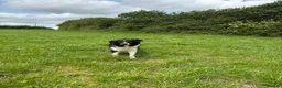Mixed Breed dogs for sale: COLLIE X HUNTAWAY PUPPIES - Advert 7