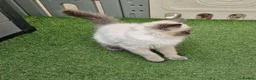 Ragdoll cats for sale: GCCF Registered Ragdoll Kittens  - Advert 9