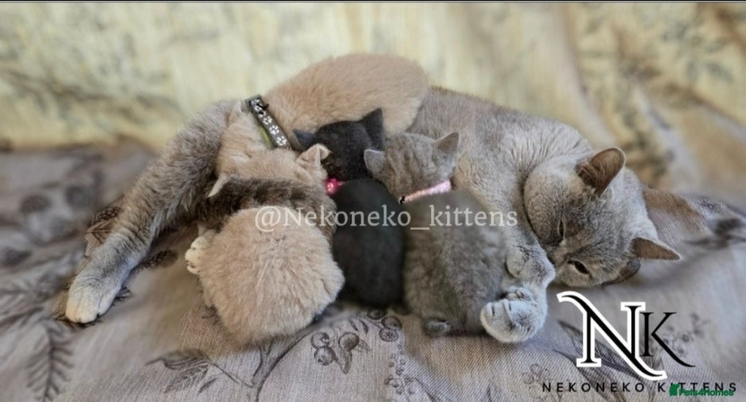 British Shorthair cats for sale: GORGEOUS GCCF REG TEDDYS 🐻🧸 READY TO LEAVE ❗️❗️ - Image 39