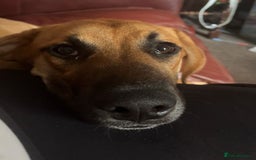 Mixed Breed dogs for sale: Baby looking for loving home  - Image 3