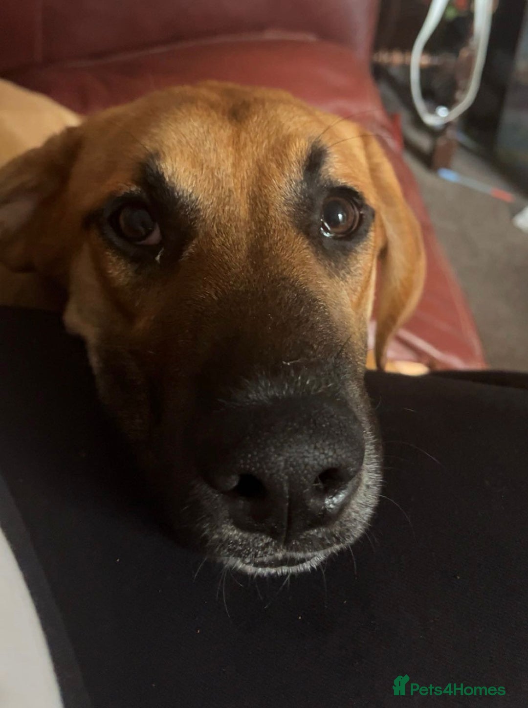 Mixed Breed dogs for sale: Baby looking for loving home  - Image 3