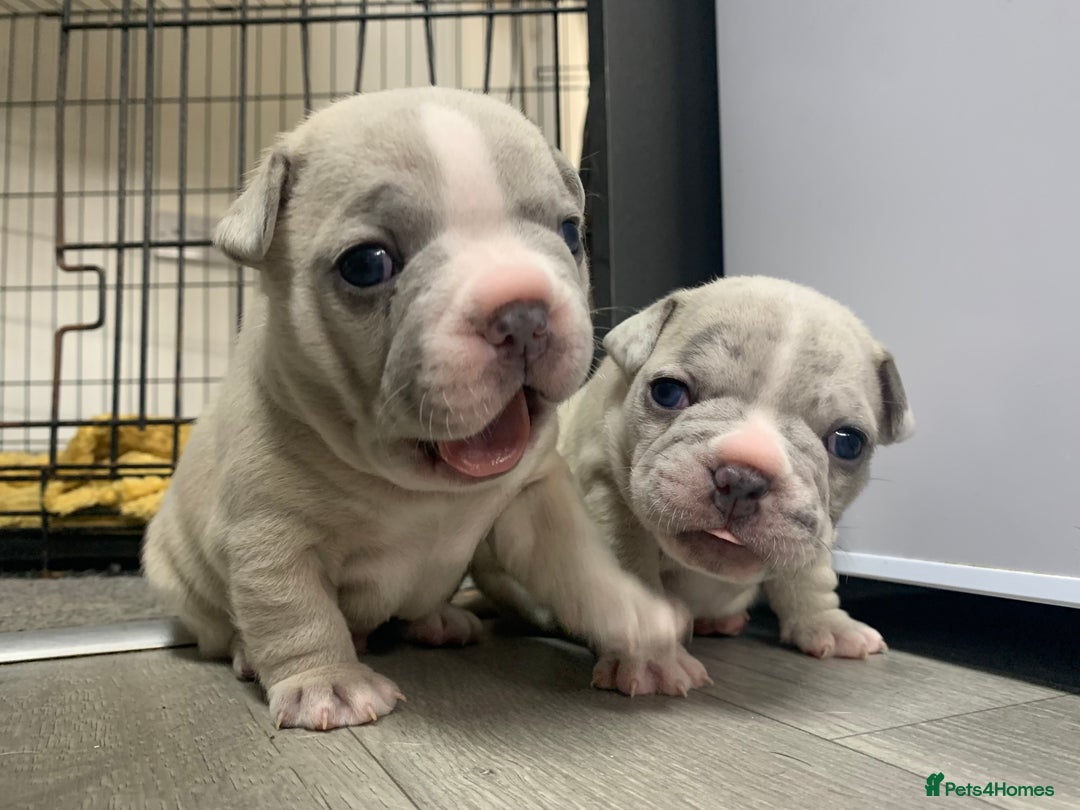 French Bulldog dogs for sale: French bulldog puppies with lilac and merle  - Image 12