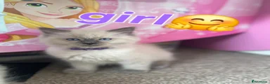 Ragdoll 3