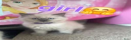 Ragdoll cats for sale: Kitten  - Advert 11