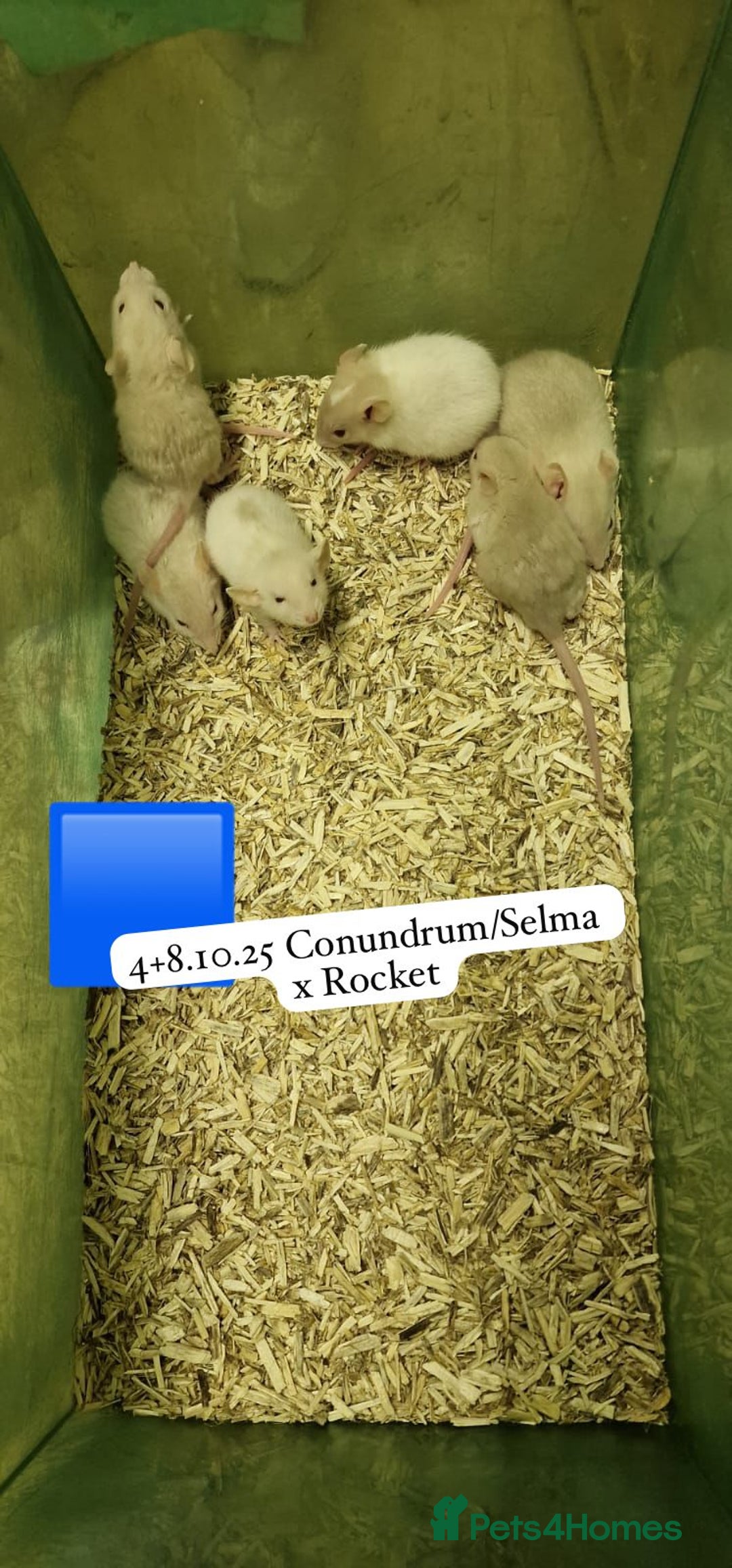 Rat rodents for sale: Beautiful baby full size and dwarf rats ready 9Dec - Advert 18