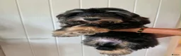 Mixed Breed dogs for sale: Mauxie-poo in Liverpool - Advert 7