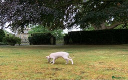 Italian Greyhound dogs for sale: Italian greyhound puppies KC reg European Lineage in Leeds - Image 33