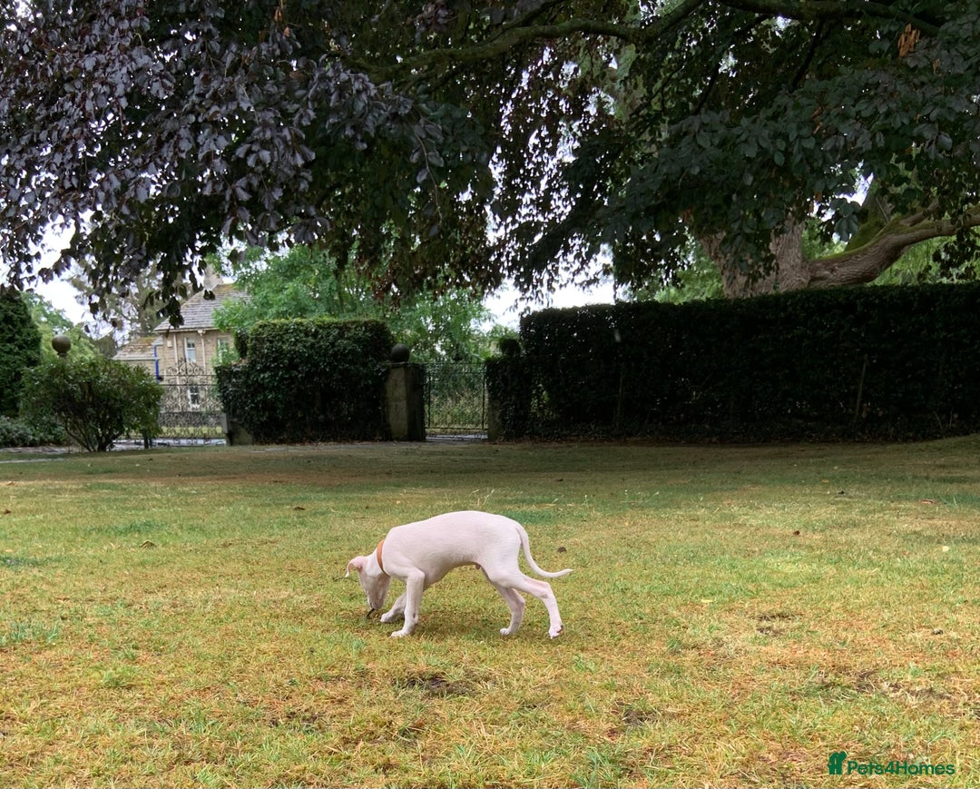 Italian Greyhound dogs for sale: Italian greyhound puppies KC reg European Lineage in Leeds - Image 33