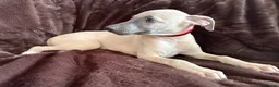Whippet dogs for sale: Beautiful KC Registered Whippets  - Advert 12