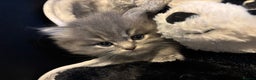 Scottish Fold cats for sale: Beautiful thick coated kittens  - Advert 2