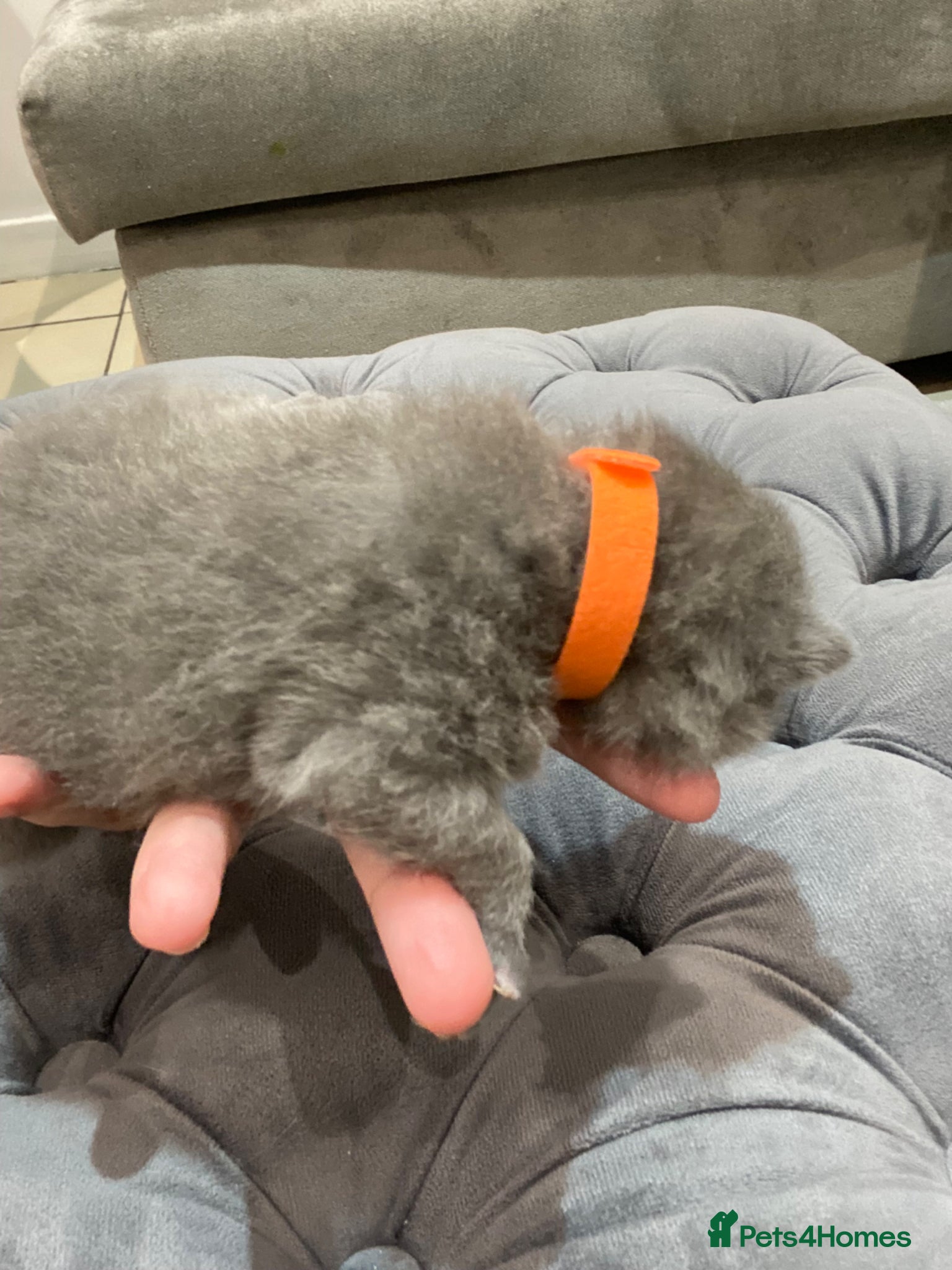 British Shorthair cats for sale: Beautiful British Blues  - Advert 10