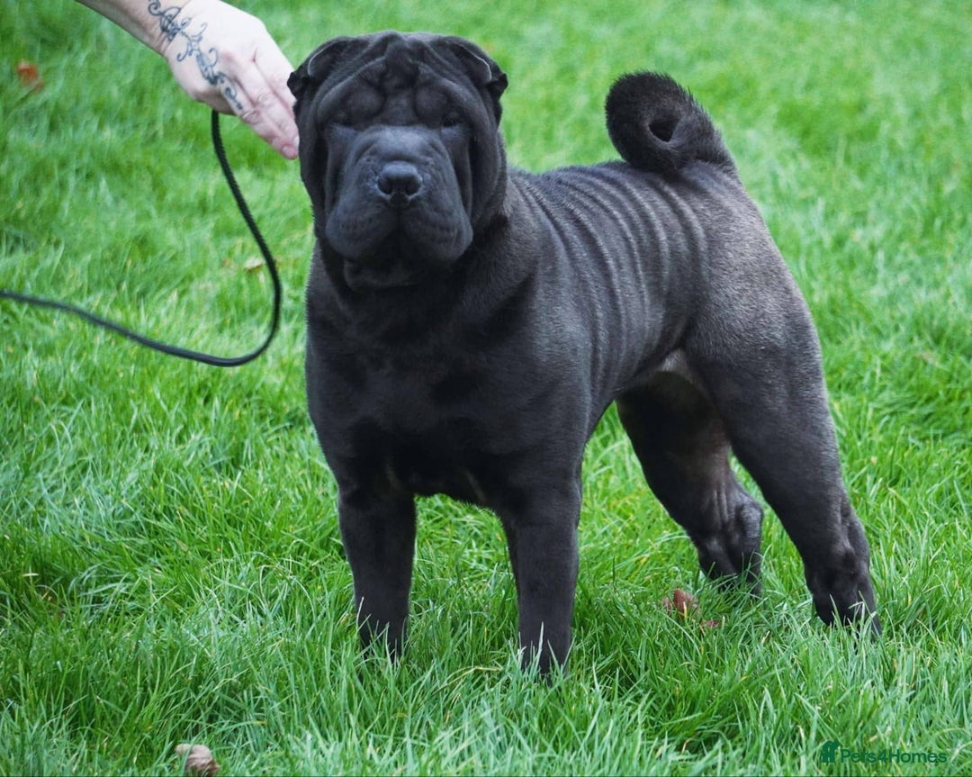Shar Pei dogs for sale: Sujarah Shar Pei Puppies Available  - Image 3