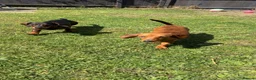 Miniature Dachshund dogs for sale: 2 miniature dachshunds 1 year old - Advert 5