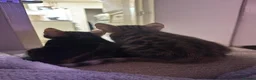 Bengal cats for sale: 🐾 Beautiful Bengal Kittens 🐾 - Advert 2