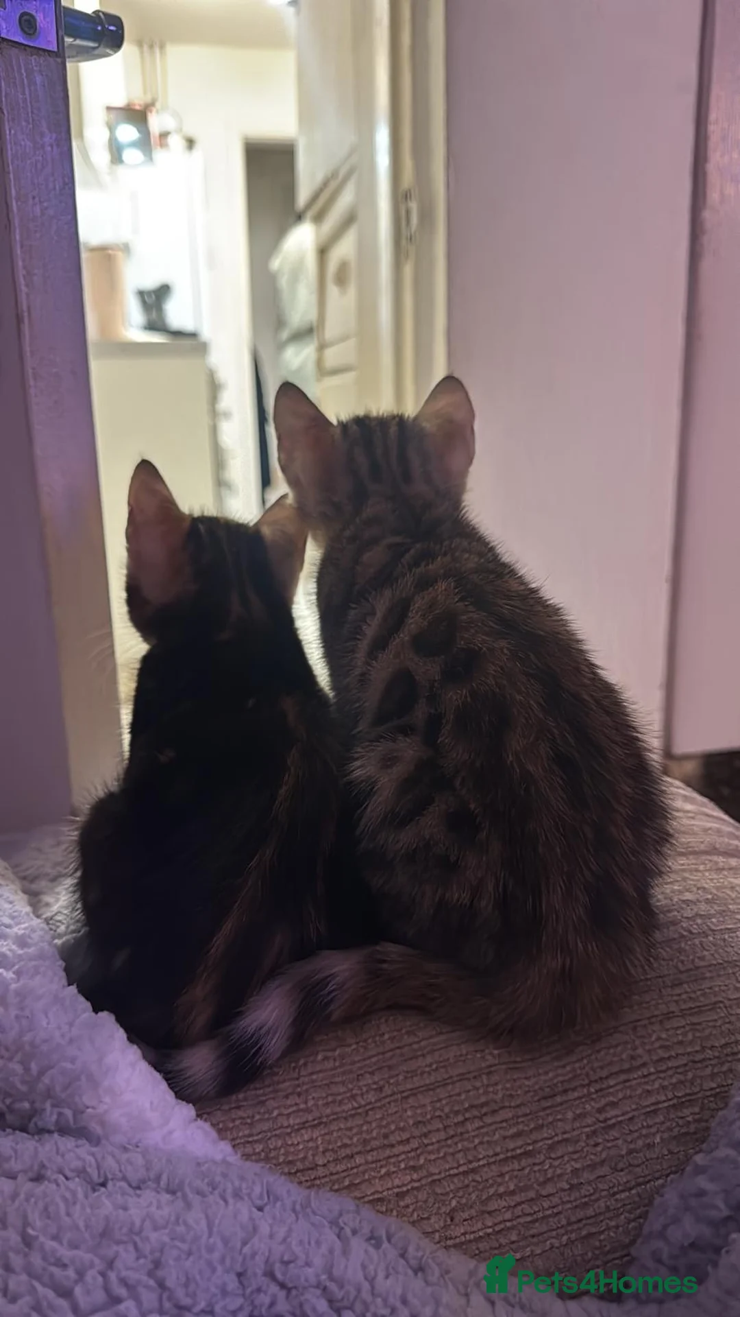 Bengal cats for sale: 🐾 Beautiful Bengal Kittens 🐾 - Advert 2