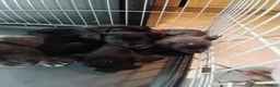 Mixed Breed dogs for sale: Staffy cross patterdale puppies  in Bishop Auckland - Advert 2