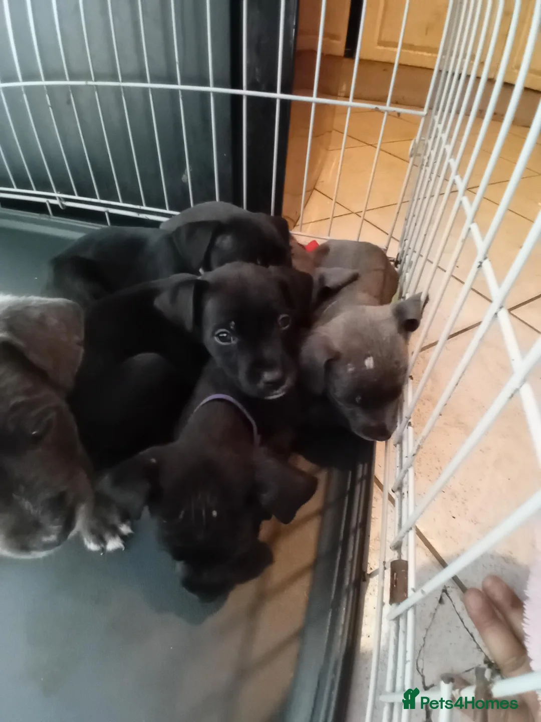 Mixed Breed dogs for sale: Staffy cross patterdale puppies  in Bishop Auckland - Advert 2