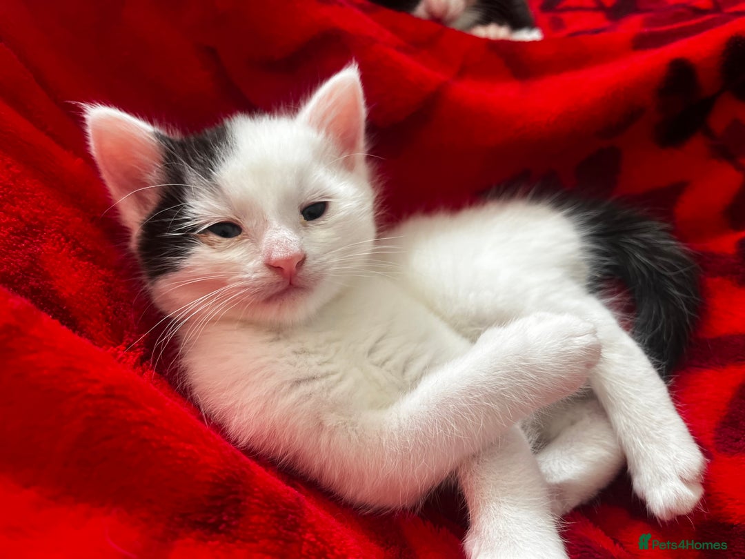 Domestic Shorthair cats for sale: 3 adorable kittens - Image 5