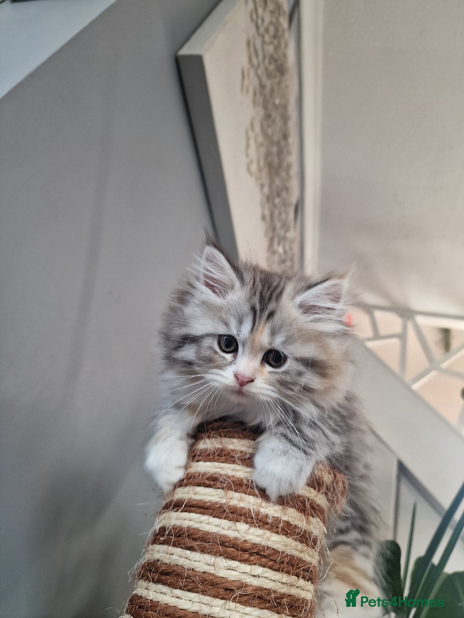 British Longhair cats Beautiful British kittens  - Advert 2