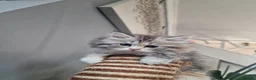 British Longhair cats for sale: Beautiful British kittens  - Advert 4