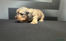 Dachshund dogs for sale:  KC Registered mini long hair Dachshund Puppies  - Image 19