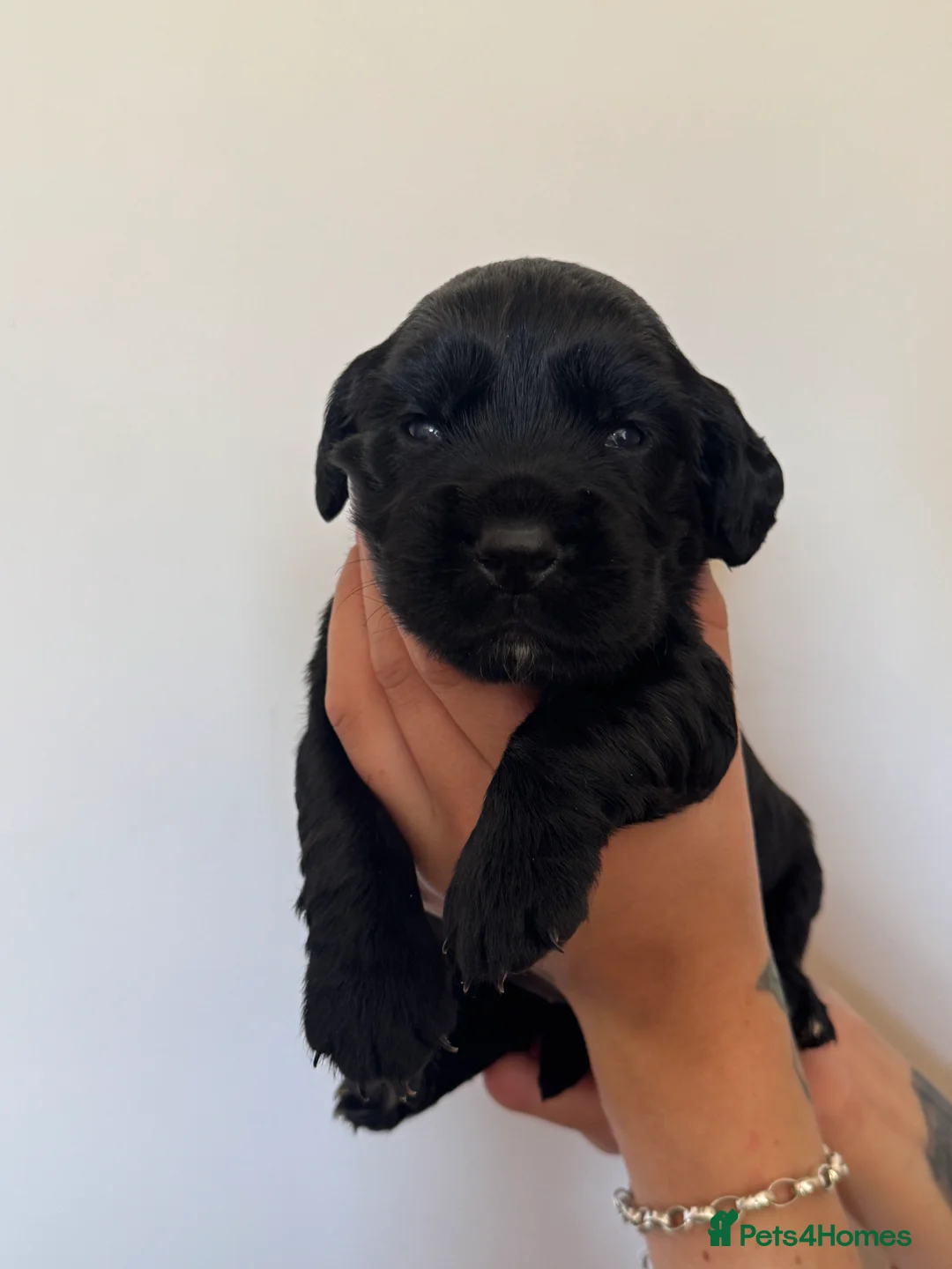 Sprocker dogs for sale: Quality health tested Sprocker puppies - Advert 13