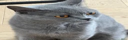 British Shorthair cats for sale: QUEEN - Advert 3