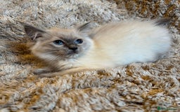 Ragdoll cats for sale: 4 pure ragdoll kittens for sale - Image 4