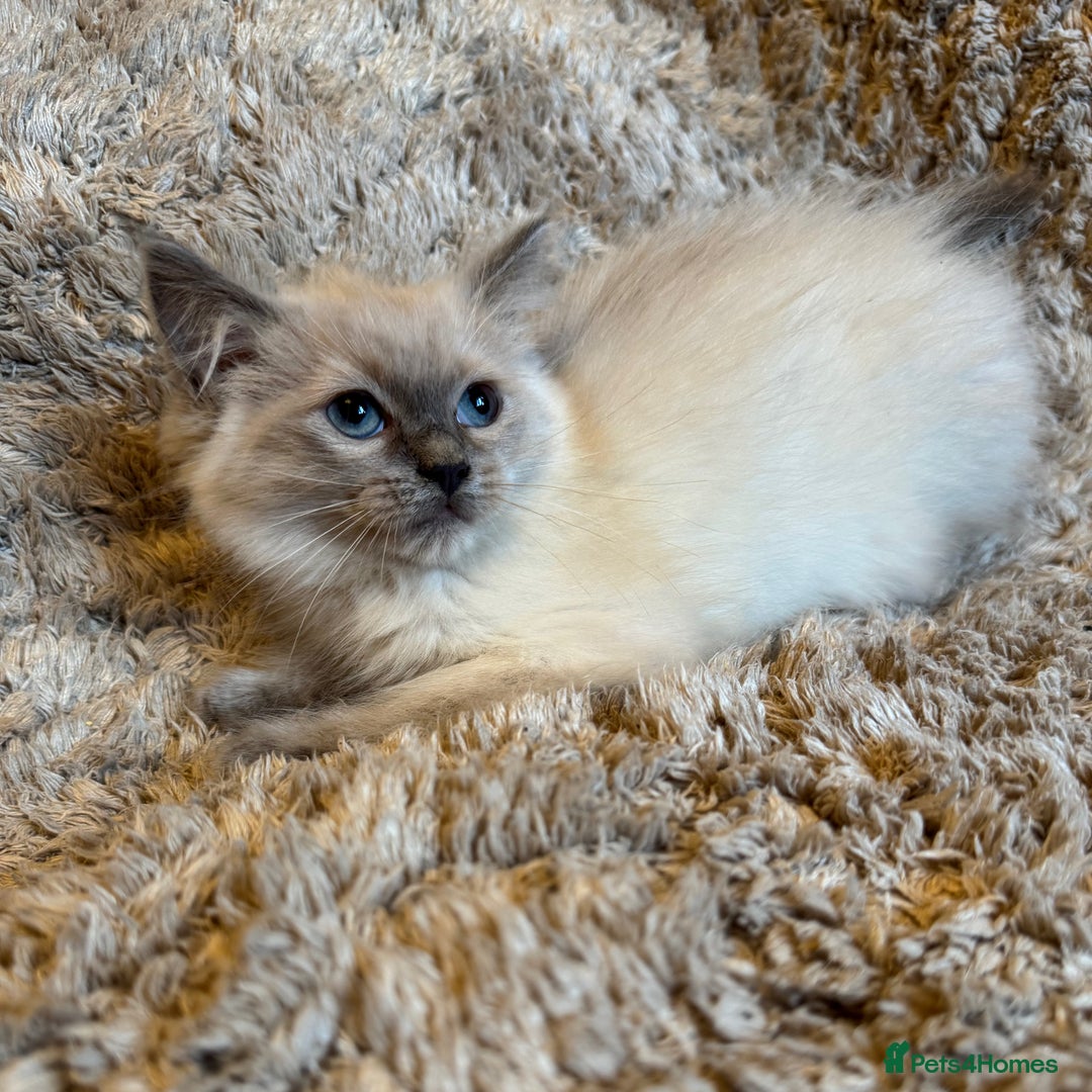 Ragdoll cats for sale: 4 pure ragdoll kittens for sale - Image 4