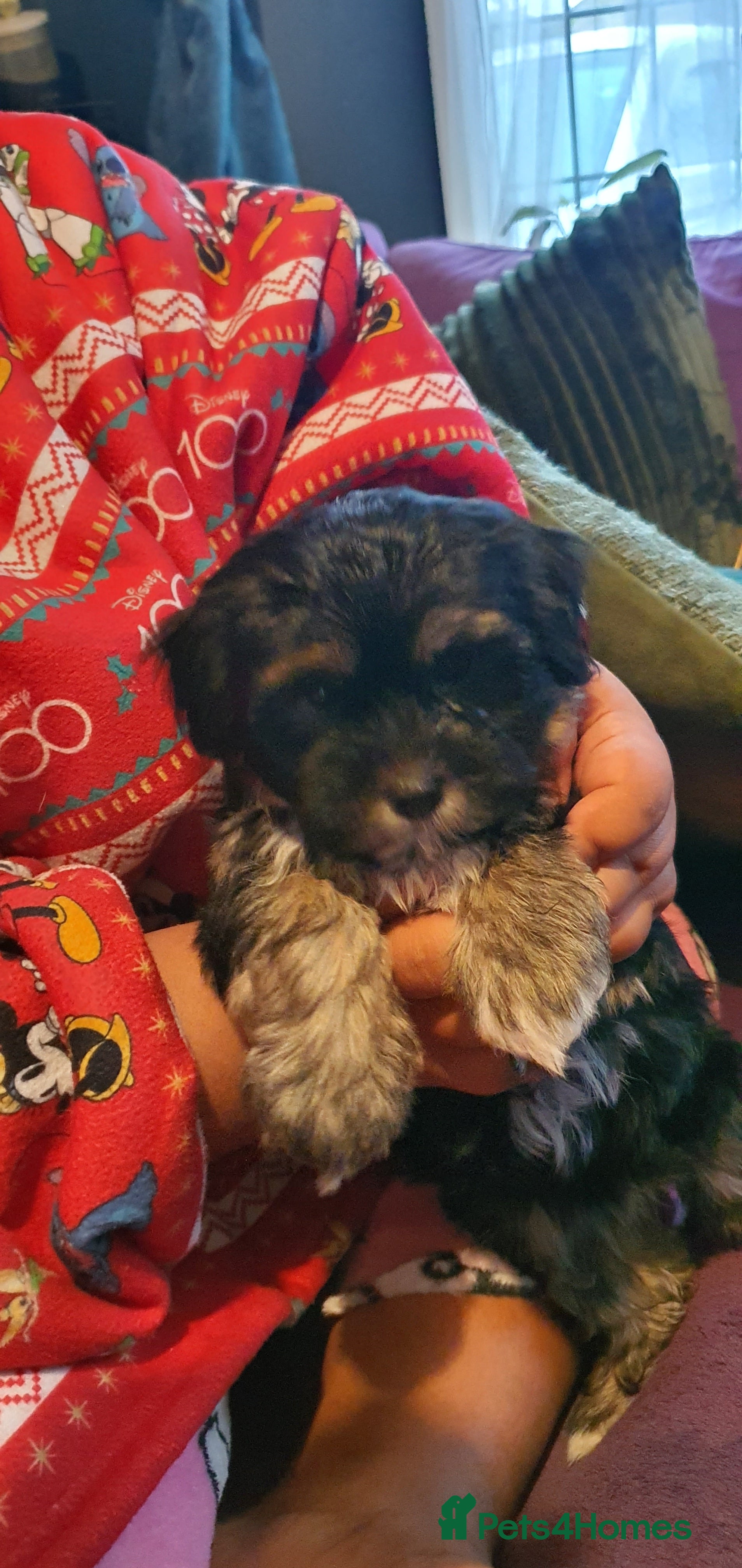 Morkie dogs ADORABLE MORKI BABIES 🐶 - Advert 2