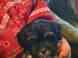Morkie dogs ADORABLE MORKI BABIES 🐶 - Advert 3