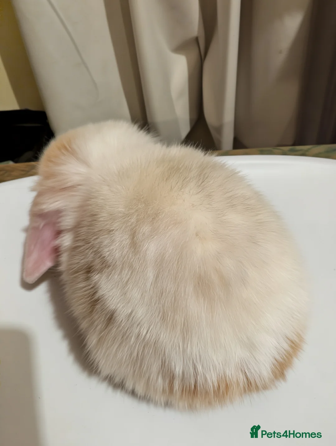 Mini Lop rabbits for sale: Pure bred mini lops (indoor only) - Advert 5