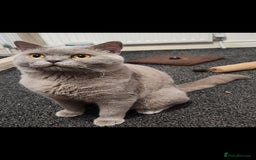 British Shorthair cats for sale: Male Lilac British Shorthair! - Image 2