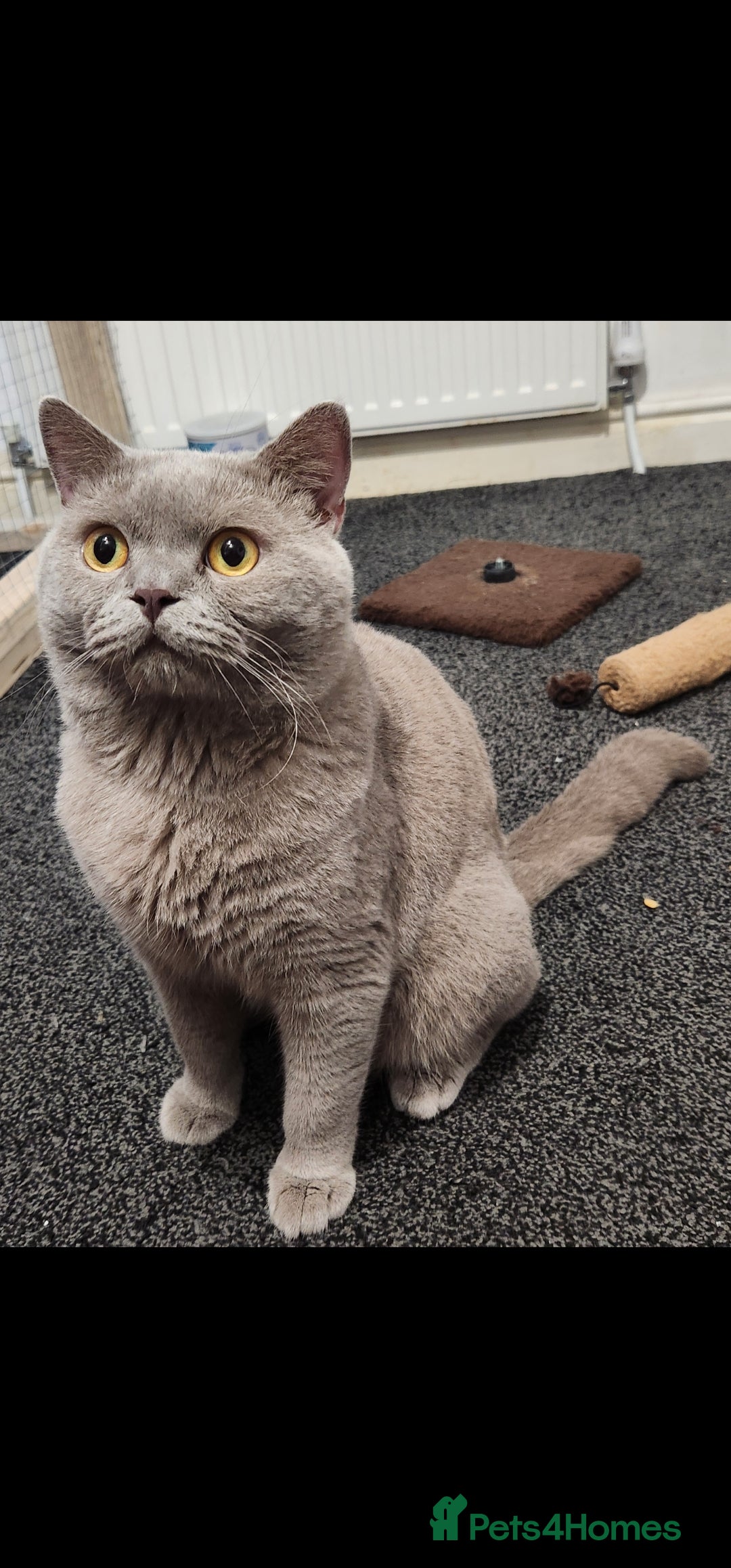 British Shorthair cats for sale: Male Lilac British Shorthair! - Image 2