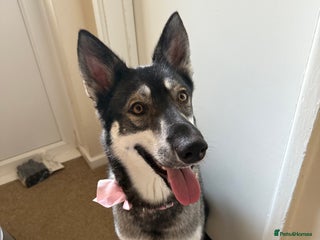 Mixed Breed dogs - Advert 1